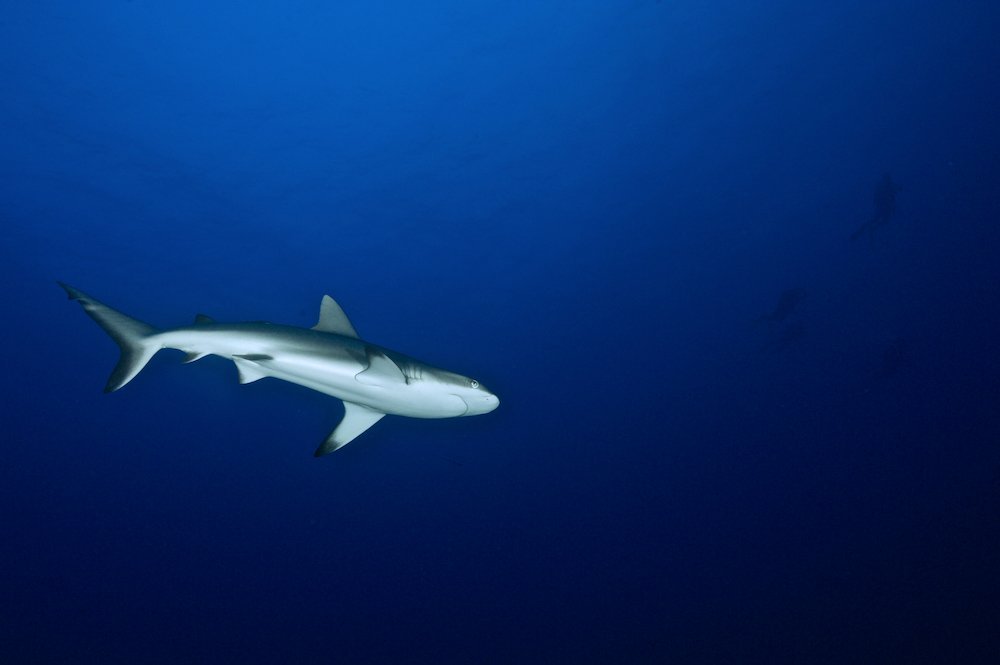 Deep Diver Specialty Course philippines