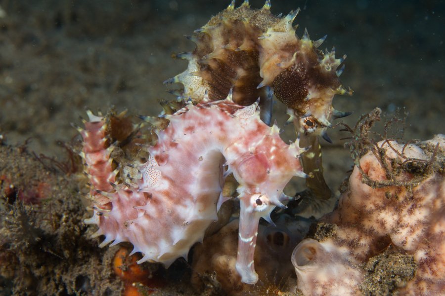 Malapascua Dive Sites