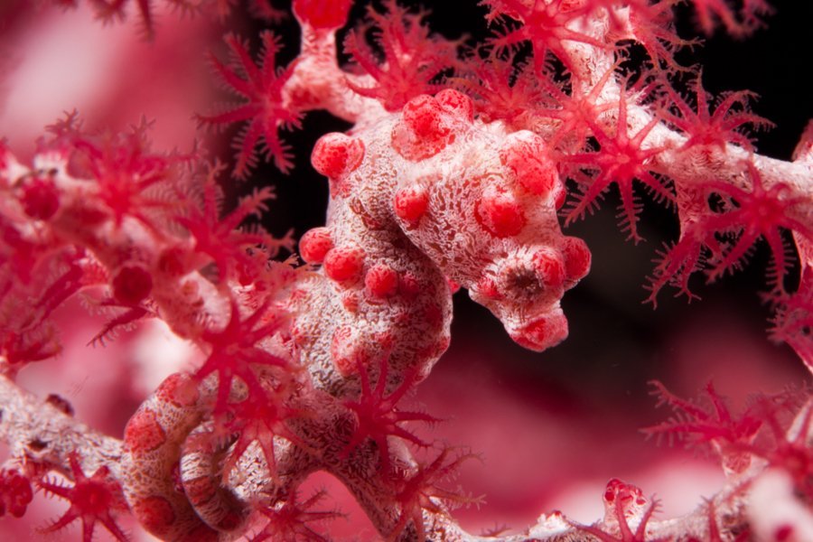 deep slope malapascua dive site