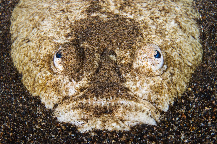 Malapascua Dive Sites