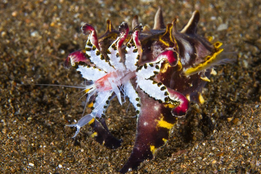 Malapascua Dive Sites