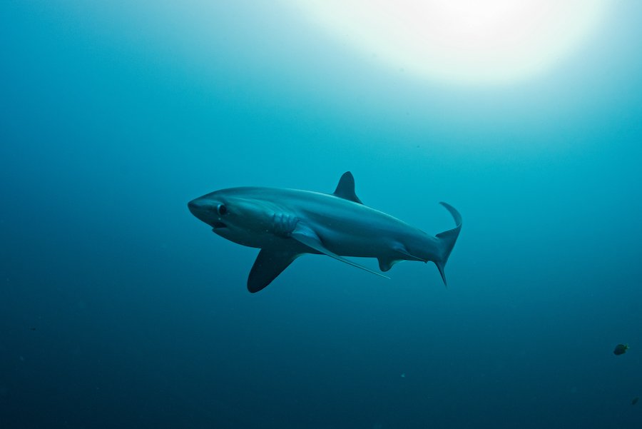 thresher shark malapascua