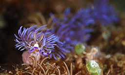 Bantigue dive site malapascua