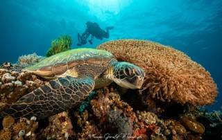 island hopping philippines turtle