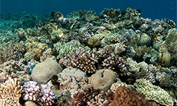 Katipanan apo dive site in dauin