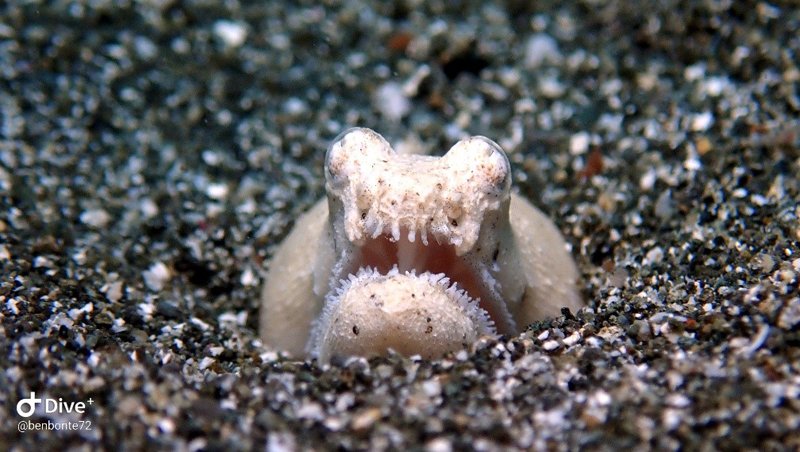cabangcalan siquijor dive site