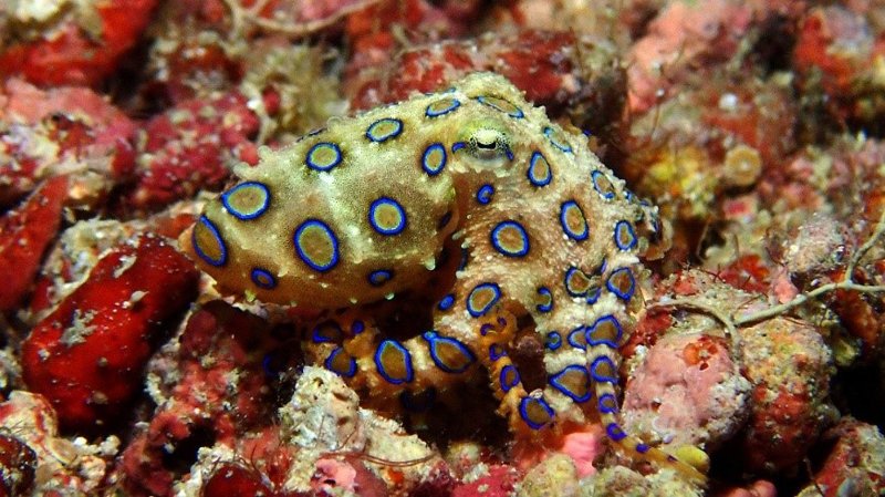 catulayan sanctuary dive site siquijor