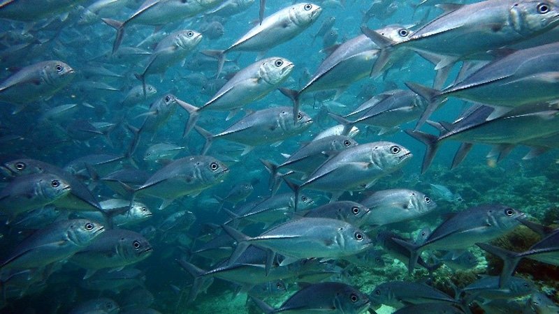 paliton santuary siquijor