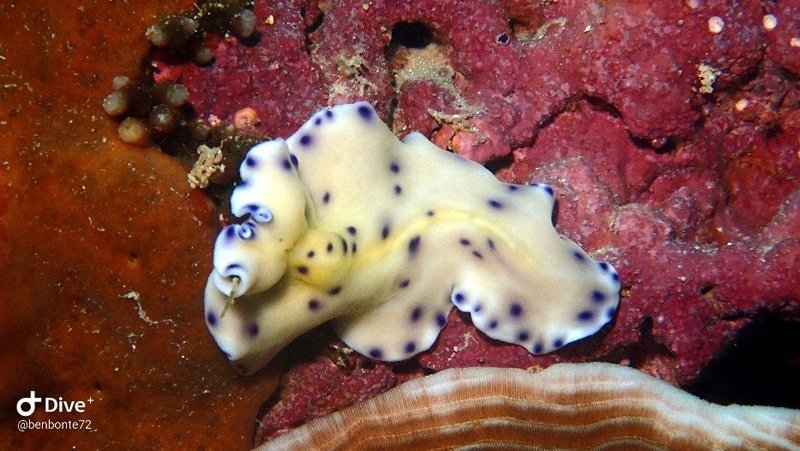 paliton wall siquijor