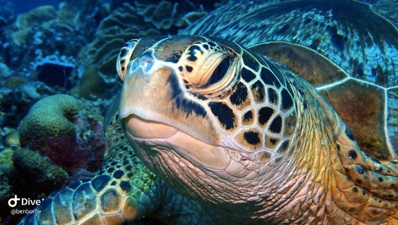 turtle's den siquijor