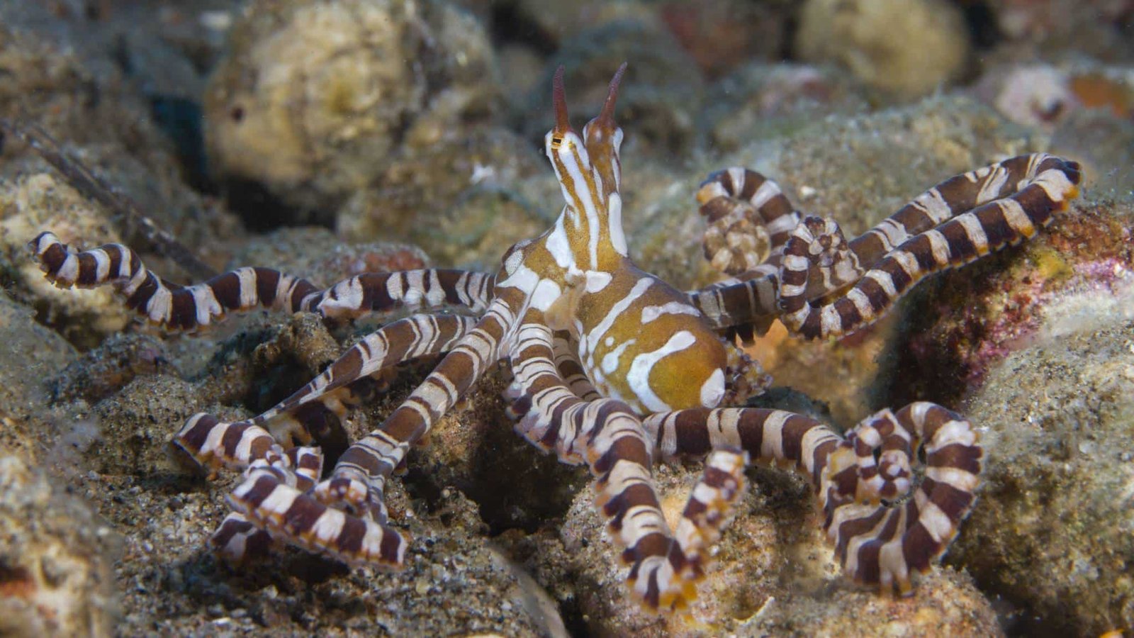 Wunderpus