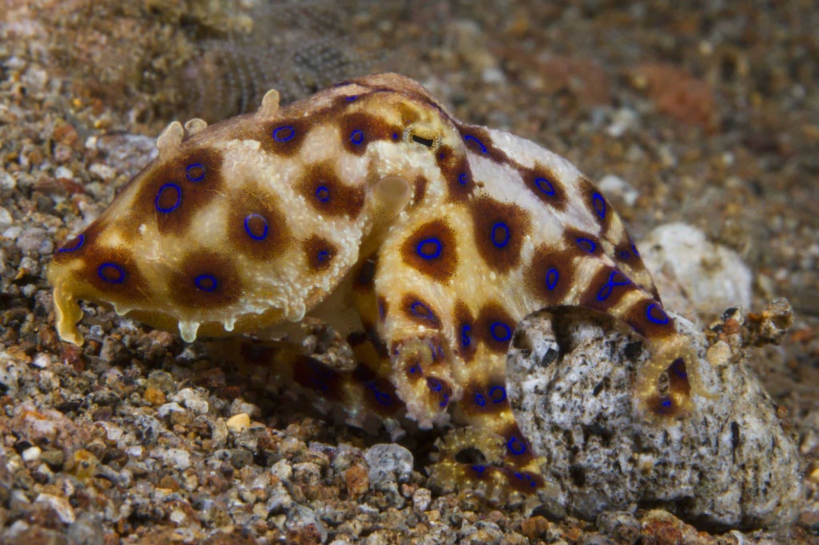 Blue-Ringed Octopus