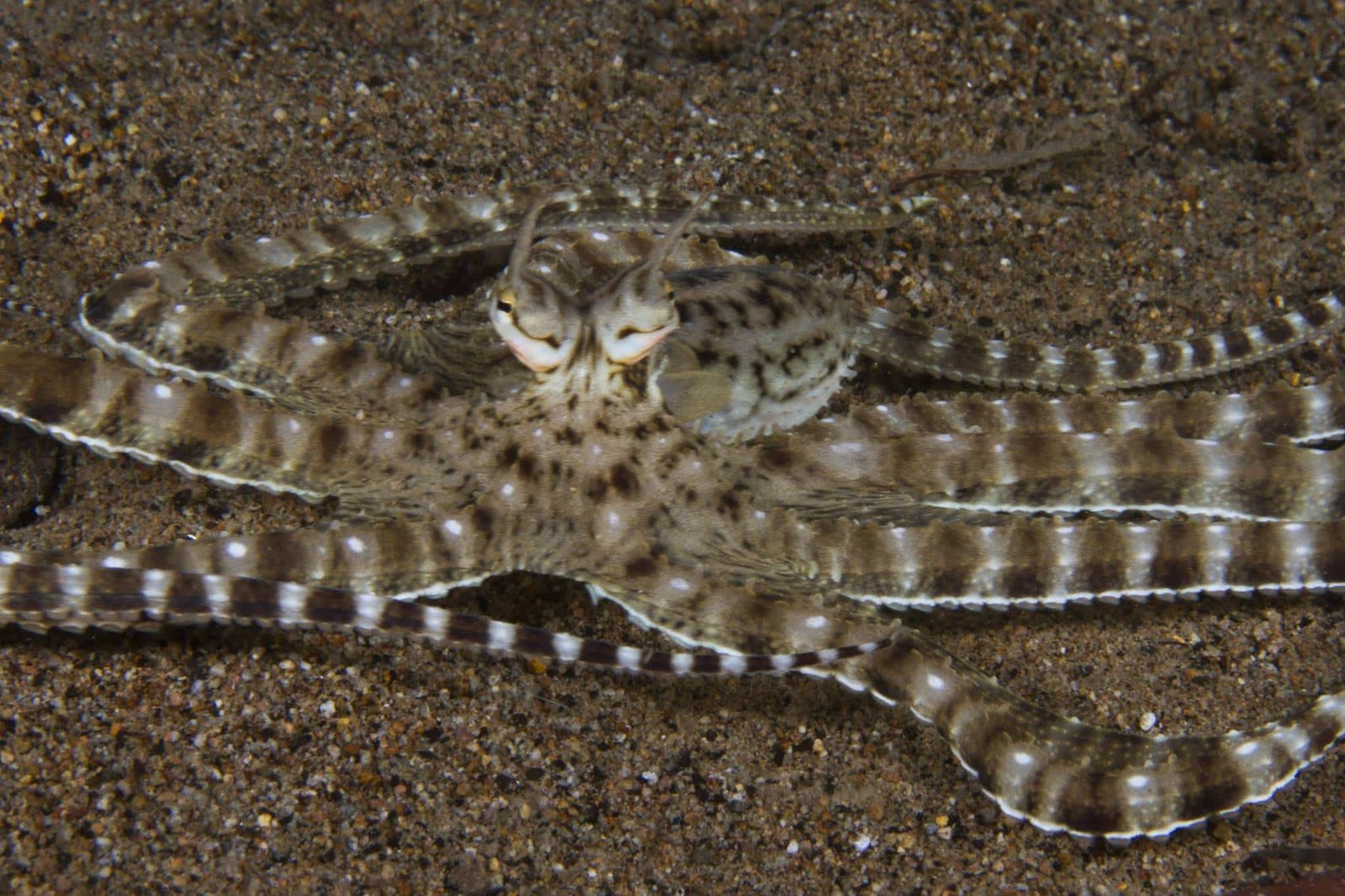 Mimic Octopus