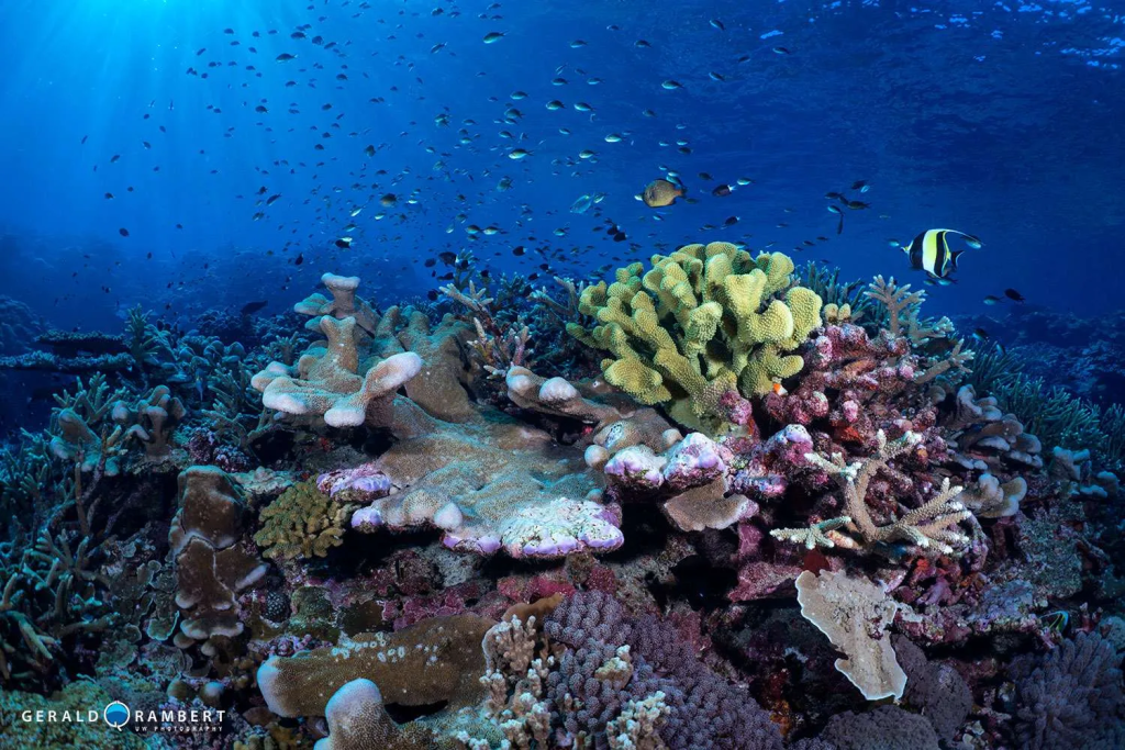 Tubbataha Reef in the Philippines